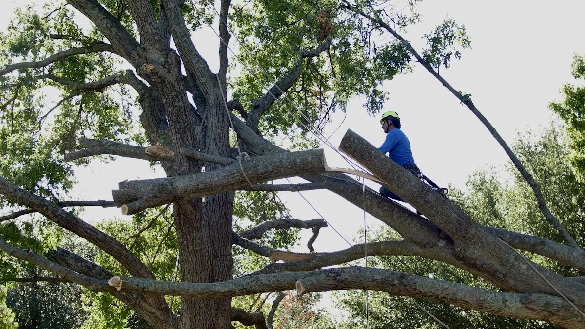 Professional Crown Thinning performed by certified arborists in Tabiona